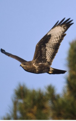 Buzzard, Buteo buteo insulorum